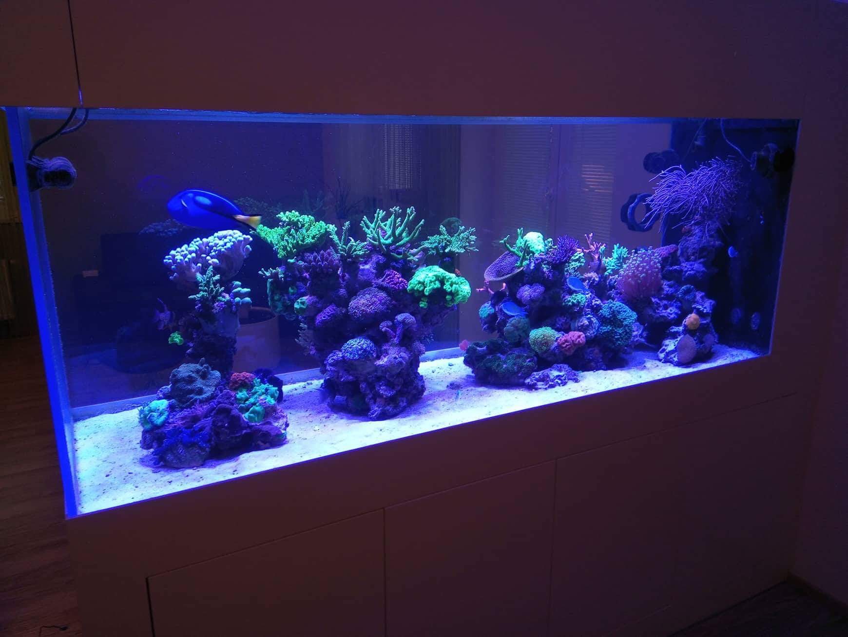 Designové mořské akvárium v obývacím pokoji